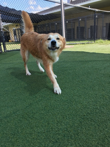 Shiloh Shepherd Dog – rehoming shepherd mix