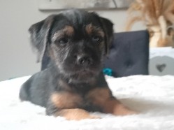 Border Terrier – beautifull boarder terriers pups – Tyne and Wear