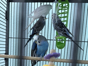 Parakeet – budgies for sale