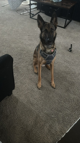 Belgian Shepherd Dog (Malinois) – female malinois for sale in San Jose