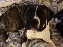 Boxer – boxer/ pit