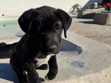 Mixed Breed – cachorro negra – Salinas