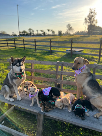 Siberian Husky – Rehoming my puppies .