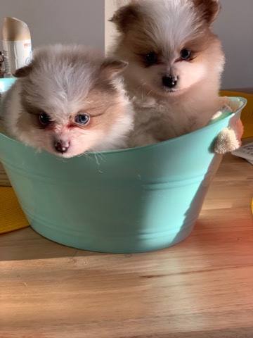 Pomeranian – Pomeranian puppy