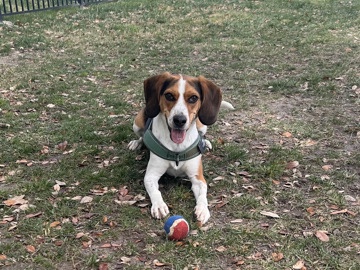 Lovable Trained Beagle – Great with Kids & Full of Personality 🐶💛
