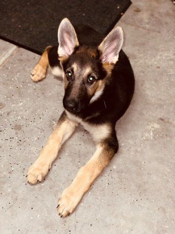 German Shepherd – pull for sell