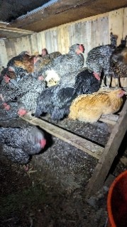 Pet chickens