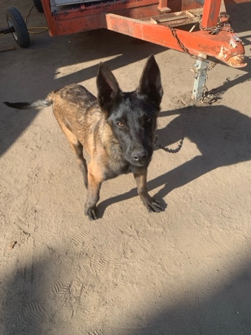Belgian Shepherd Dog (Malinois) – Belgian German Shepherd Puppy
