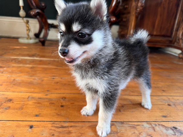 pomsky puppies