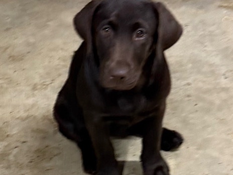 Labrador Retriever – puppies – Ashburn