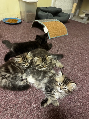 Persian (Modern) – Persian Kittens 8 to 10 Weeks Old