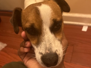 Jack Russell Terrier – hunter Garrett – Buffalo