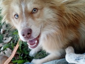 Miniature Australian Shepherd - Oakley  available for adoption in Springfield