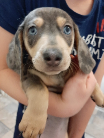 Dachshund – pure Dachshund puppies