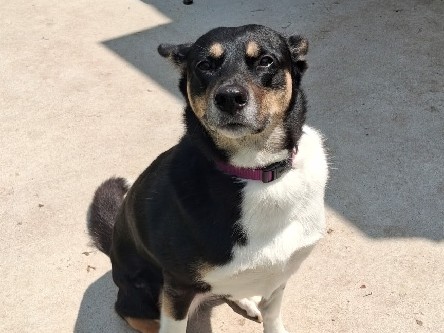 Australian Shepherd – Emmy – Johns Island