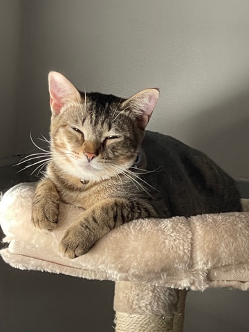 American Shorthair – Cat for rehome