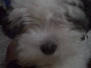 Maltese shih tzu mix needs a forever home 