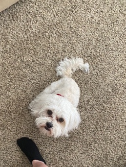 Poodle – Maltipoo needs new home