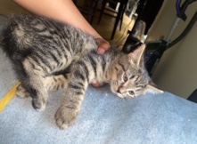 American shorthair kitten
