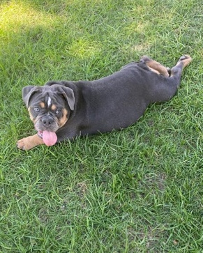 Bulldog – Bulldog For Sale