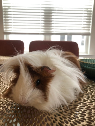 Any – male Peruvian Guinea pig
