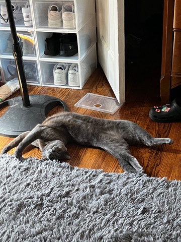 Free russian blue and cat ammenites 