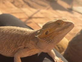 Lizard – bearded dragon for sale – Tucson