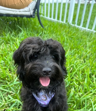 Maltese – Maltipoo Puppies