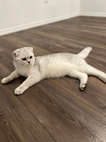 Scottish Fold – Scottis Fold