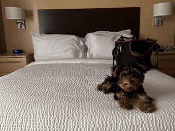 Yorkshire terrier (bear)