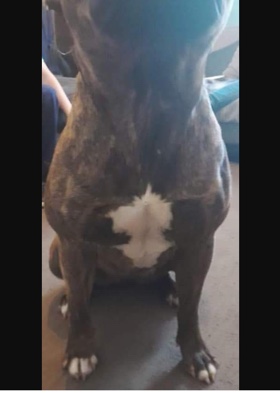 American Bulldog – xl bullie pups