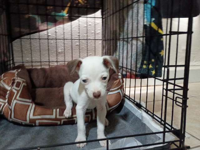 Chihuahua – Chihuahua – Houston