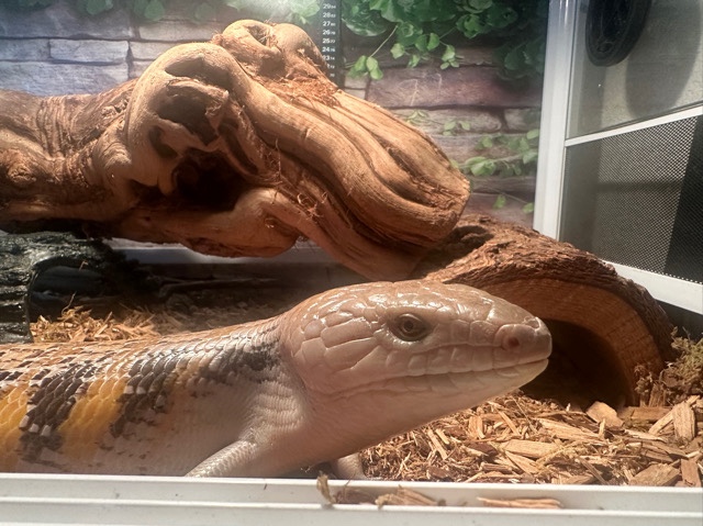 reptile