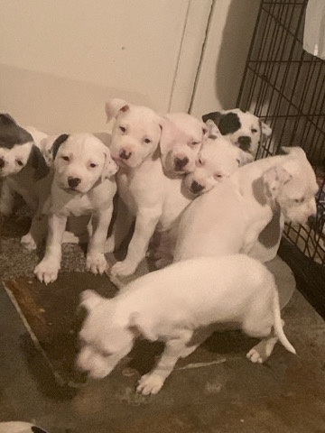 American Pit Bull Terrier – Pupppppiessssss