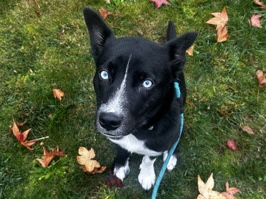 Siberian Husky – free 2 year old/ Luna – Beaverton