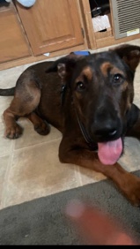 Rottweiler/Lab mix