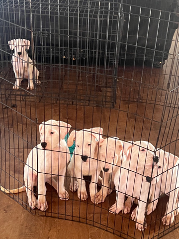 Dogo Argentino – Dogo Argentino puppies