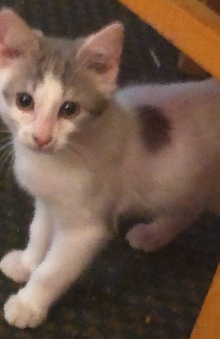 14 week old female kitten