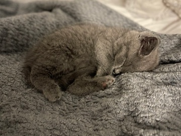 British Shorthair – British shorthair kitten – Birmingham