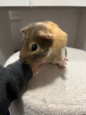 Any – 1 Male Guinea Pig for sale