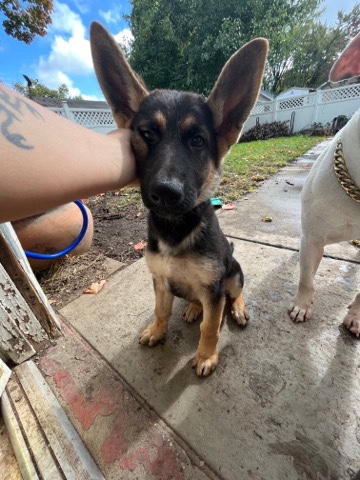 German Shepherd – German shepherd puppy