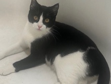 American Shorthair – Rehoming Kitten – Harrisburg