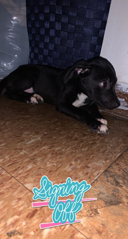 Labrador Retriever – pit + lab