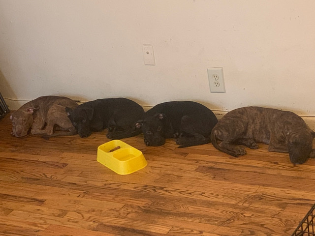 Labrador Retriever – Labrador Pit