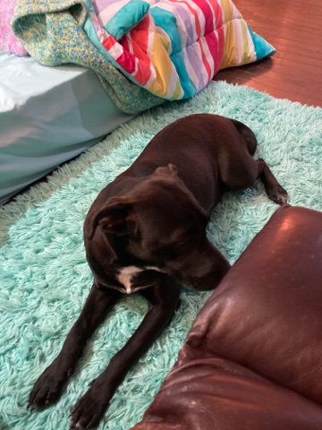 Pitbull lab mix