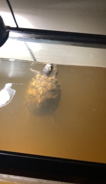 yellow bellied slider