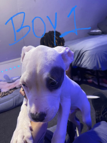 American Pit Bull Terrier – Pitbull puppies