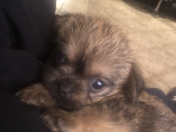 Yorkshire Terrier – Yorkshire – Long Beach