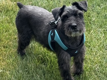 Miniature Schnauzer – Ralph is a sweet boy who loves people – Yakima
