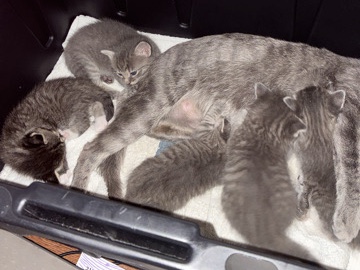 kitten for sell – Norfolk